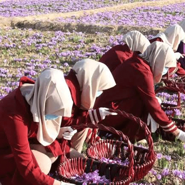 The Women Behind the Saffron Harvest: A Closer Look