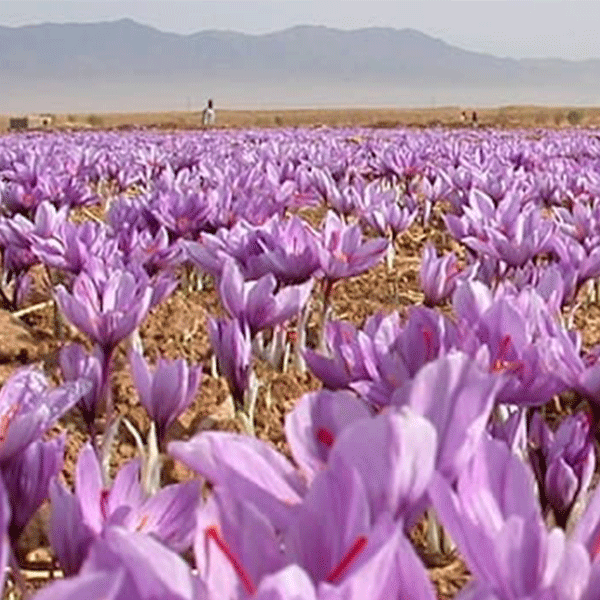 Environmental impact of saffron