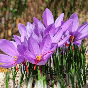 saffron flower