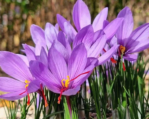 saffron flower