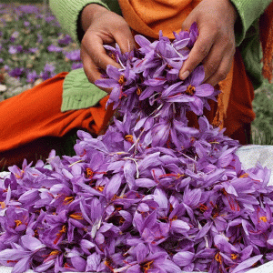 saffron harvest season