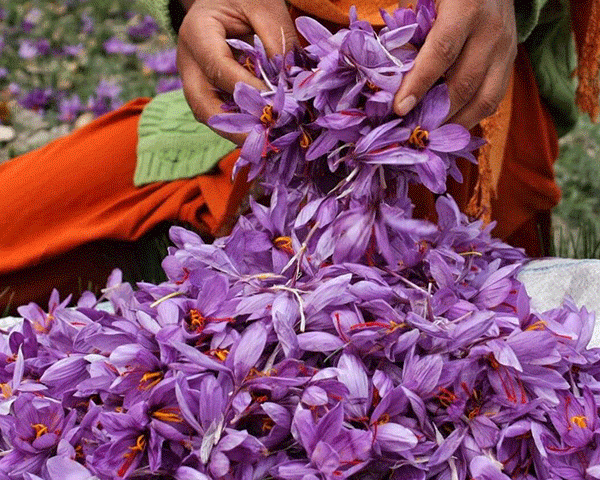 saffron harvest season
