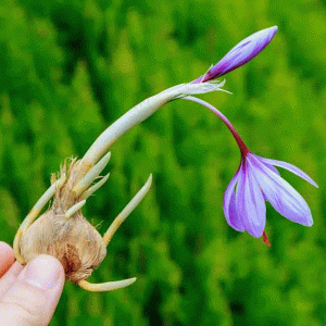 saffron corms for sale