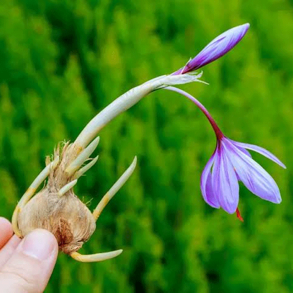 Where to Buy Saffron Bulbs (Corms) for Planting
