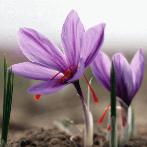 saffron flower