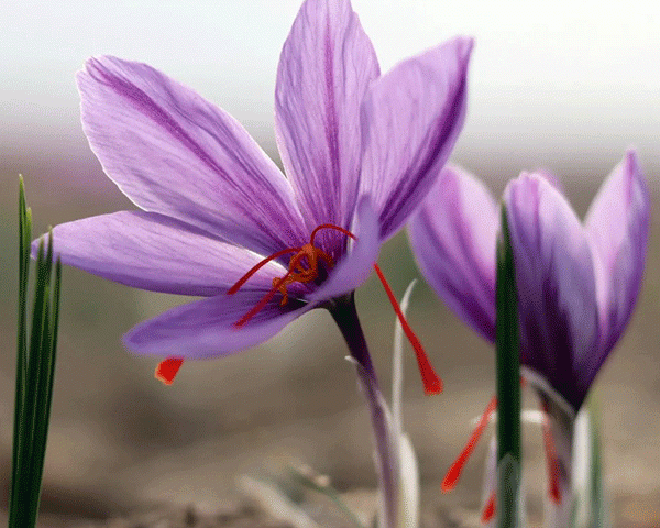 saffron flower
