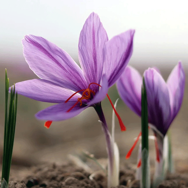 Crocus Sativus: Meet the Beautiful Flower That Gives Us Saffron