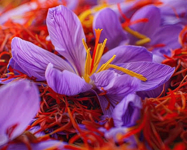 saffron flower