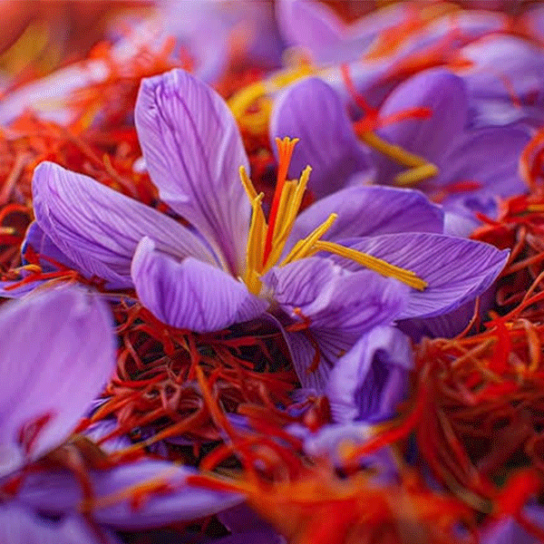 saffron flower