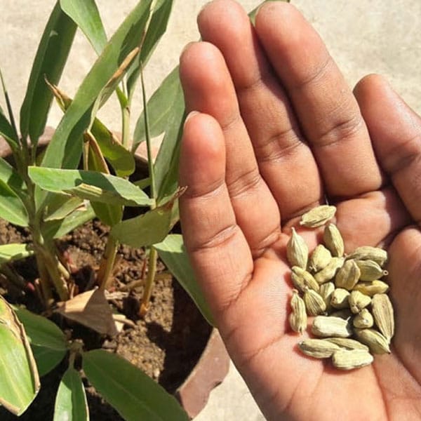 Can You Grow Cardamom at Home?