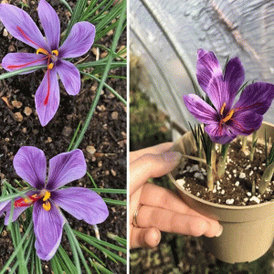 Grow saffron at home