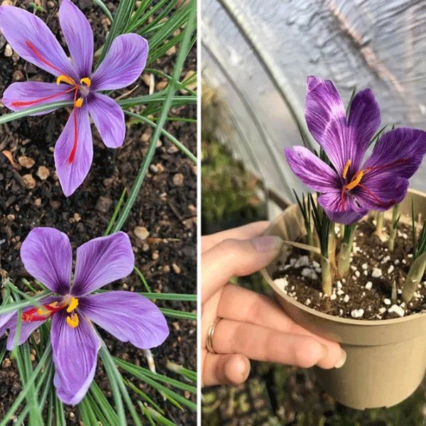 Can You Grow Saffron at Home? A Beginner’s Guide