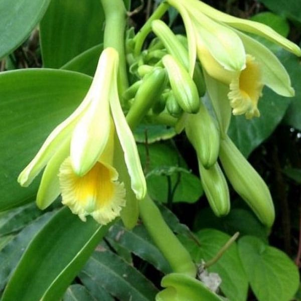 Every Vanilla Flower in the World Is Pollinated by Hand